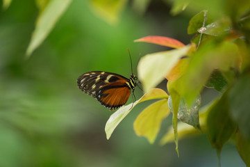 Fototapeta na wymiar Beautiful butterfly sits on the green leaves of a tree branch. Close-up