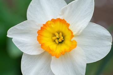 Fototapeta premium narcissus in the hand in the garden