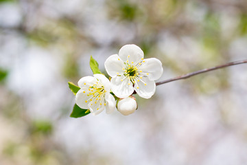 cherry blossom on a branch