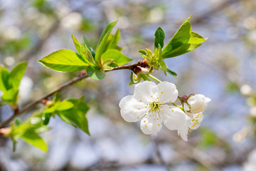 cherry blossom on a branch
