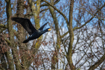 Great Black Cormorant in Flight in Winter