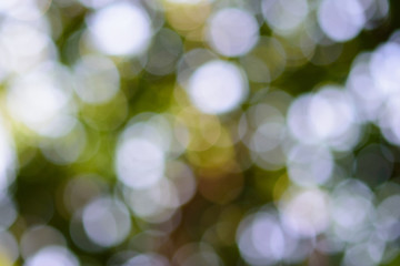 Bokeh from leaves