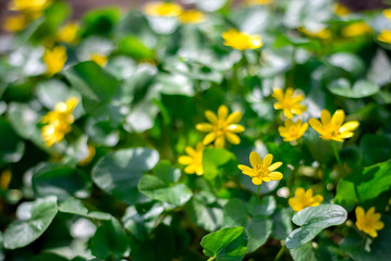 Ficaria verna. yellow spring flowers
