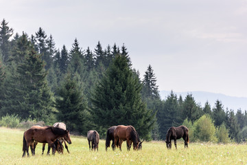 Fototapeta premium Horses on free pasture in the Carpathian mountains of Transylvania