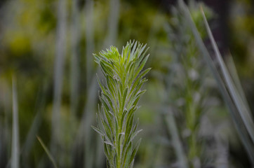 green grass in the wind