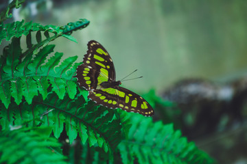 Beautiful butterfly sits on the green leaves of a tree branch. Close-up
