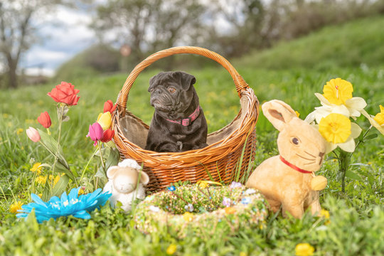 Schwarzer Mops sitzt in einem Korb im gr&uuml;nen Gras mit einem Osternest