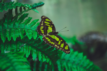 Beautiful butterfly sits on the green leaves of a tree branch. Close-up