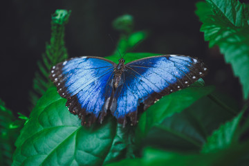 Beautiful butterfly sits on the green leaves of a tree branch. Close-up