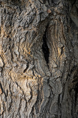 tree bark texture