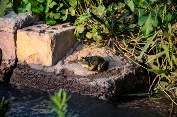 frog near water 