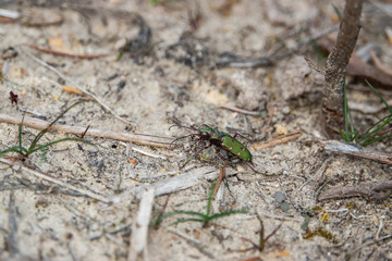 Green Tiger Beetle in Springtime