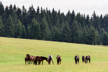 Horses on free pasture in the Carpathian mountains of Transylvania