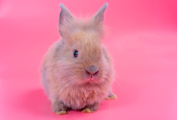 Small light brown cute bunny rabbit on pink background