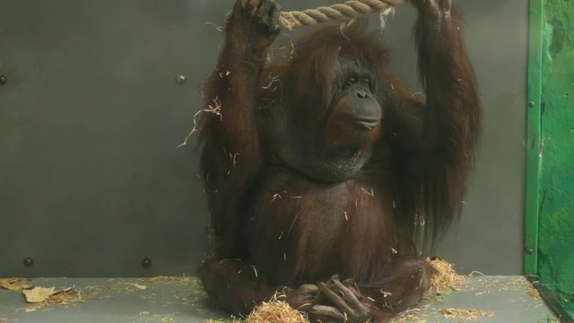 orangutan chewing food in a dark cage