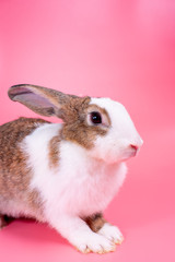 Brown and white bunny rabbit with long ears stands in front of pink background