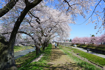 船川べりの桜