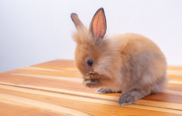 Obraz premium Cute little brown bunny or rabbit stay on wood table with white background