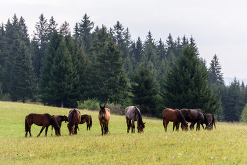 Fototapeta na wymiar Horses on free pasture in the Carpathian mountains of Transylvania