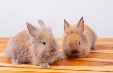 One of little brown rabbit or bunny stay in front of the other one with white  background