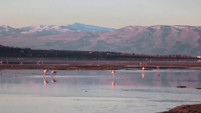 SALAR DE ATACAMA, CHILE. Andean Flamingos foraging in shallow lake waters. Birds with long legs, long necks, and prominent, aquiline beaks feeding within beautiful remote area.