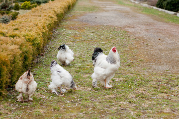 Grown healthy white hens on green grass outside in rural yard on old wooden barn wall background spring on bright sunny day. Chicken farming, healthy meat and eggs production concept