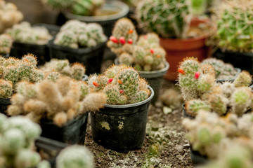 Collection of cactus plants in pots. Small ornamental plant. Selective focus, top-view shot. Cactus plant pattern. Natural background. Green texture background