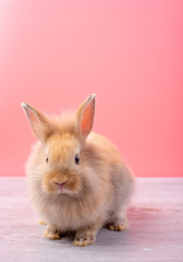 Small light brown rabbit look at camera and stay on gray wood table with pink background