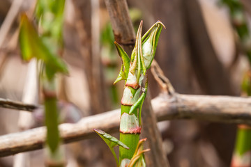 Japanese Knotweed Sprouting in Springtime