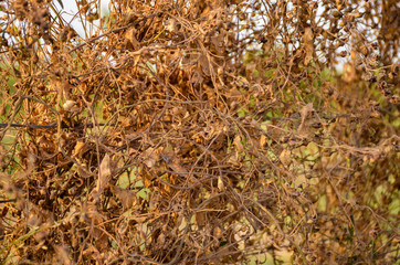 autumn leaves in the forest