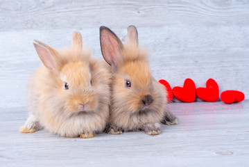 Couple small light brown bunny rabbits on gray background in valentine's theme with mini heart behind them