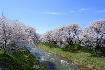 船川べりの桜