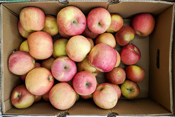 Red and yellow apples in box,  background. Fresh apples variety grown in the shop. Apple suitable for juice, strudel, apple puree, compote
