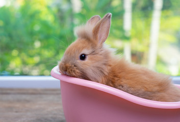 Cute small light brown bunny rabbit stay inside pink bathtub on wood table with green nature...