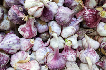 Violet young garlic   in box,  background. Fresh  garlic variety grown in the shop. Tasty and healthy food