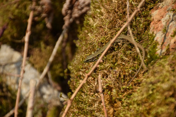 salamander 