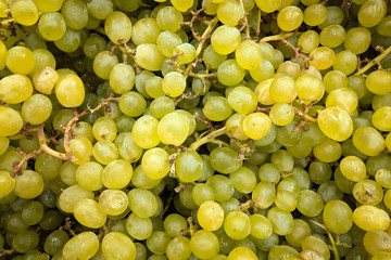 Green Grapes  close up,  background. Fresh Grapes variety grown in the shop. Grapes suitable for...