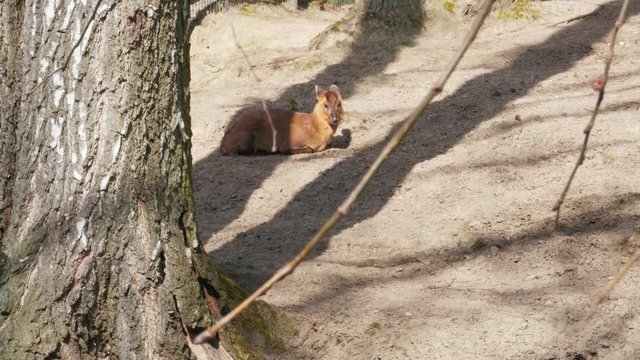 Chinese muntjac resting on grass, Reeves's muntjac, Muntiacus reevesi