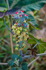 wild flowers in the garden