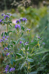 blue flowers in the garden