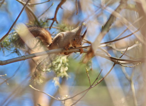 squirrel in parck