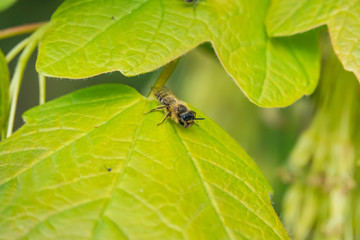 Mining Bee on Leaf in Springtime