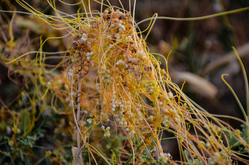 closeup of a cactus