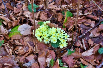 plants in the garden