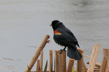 rotgeflügelte Amsel