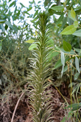 green plants in the garden