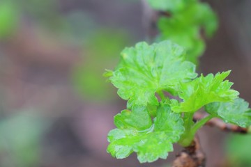 young raspberry leaves with raindrops