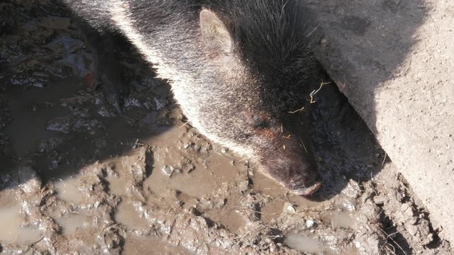 snout, phiz of collared peccary, Pecari tajacu looking for dry leaf