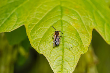 Mining Bee on Leaf in Springtime