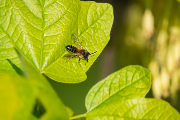 Mining Bee on Leaf in Springtime